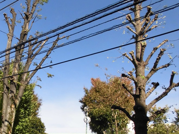 電線に枝の伐採